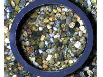 Cuttlefish Camouflage by J.K. Wickiser