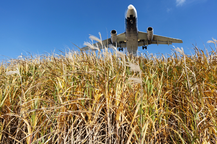 Airplane and miscanthus