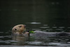 Sea Otters Eat Crabs Five