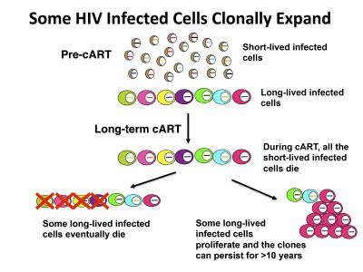 HIV Has Staying Power Because its Tactics Are | EurekAlert!