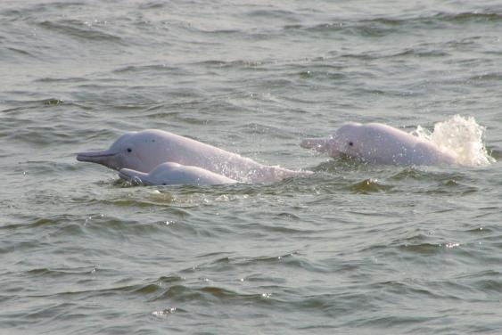 Chinese White Dolphins