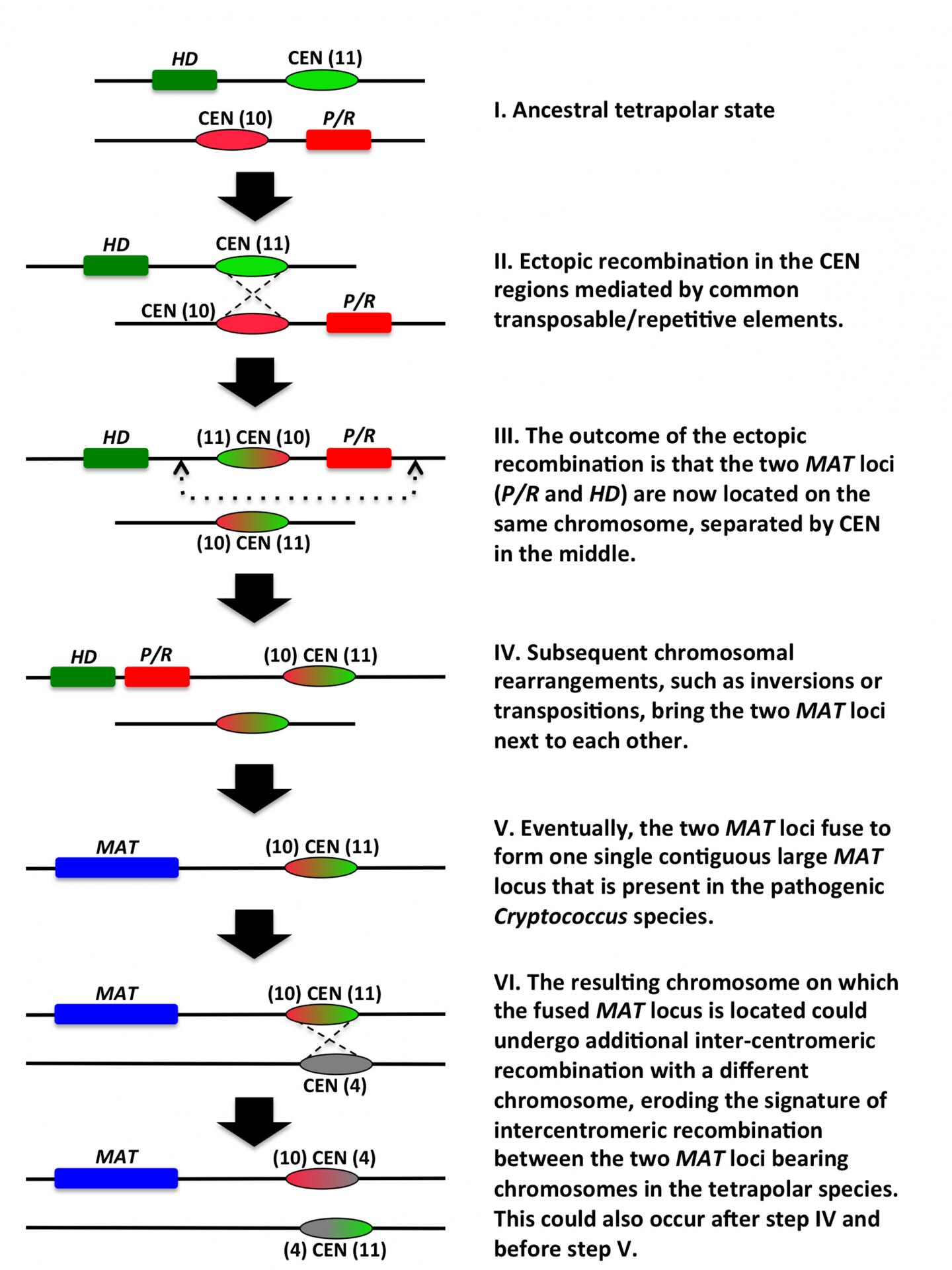 Centromere [IMAGE] EurekAlert! Science News Releases