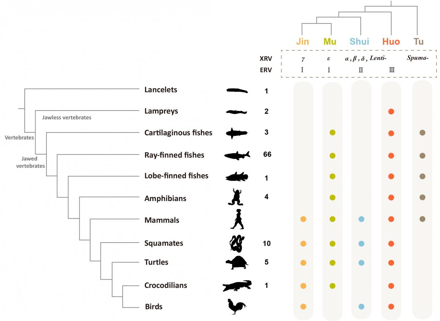DNA 'Fossils' in Fish, Amphibians, and Reptiles Reveal Deep Diversity of Retroviruses