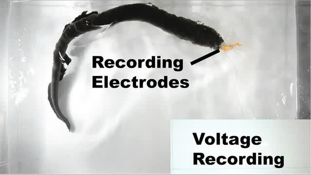Electric Eel's Curling Maneuver