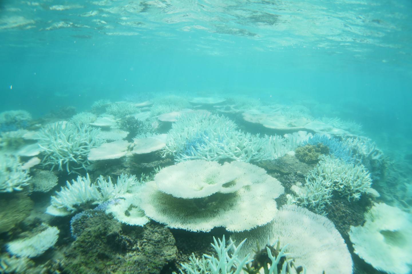 Bleached Reef, Pacific Ocean