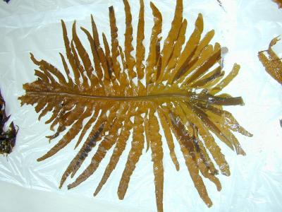 Brown Seaweed is Possible Fat Fighter