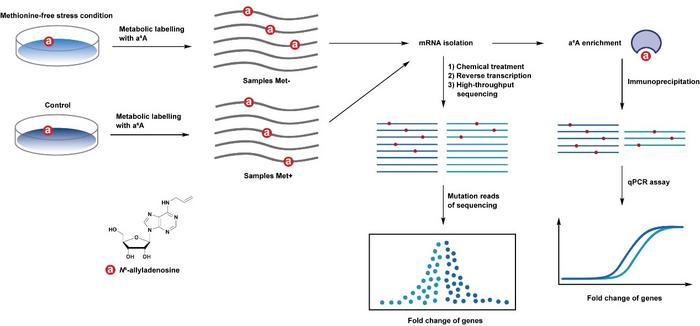 STUDY OF THE CHANGES OF GENE EXPRESSION PROFILES USING RNA NUCLEOSIDE LABELLING AND CHEMICAL SEQUENCING