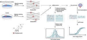 STUDY OF THE CHANGES OF GENE EXPRESSION PROFILES USING RNA NUCLEOSIDE LABELLING AND CHEMICAL SEQUENCING