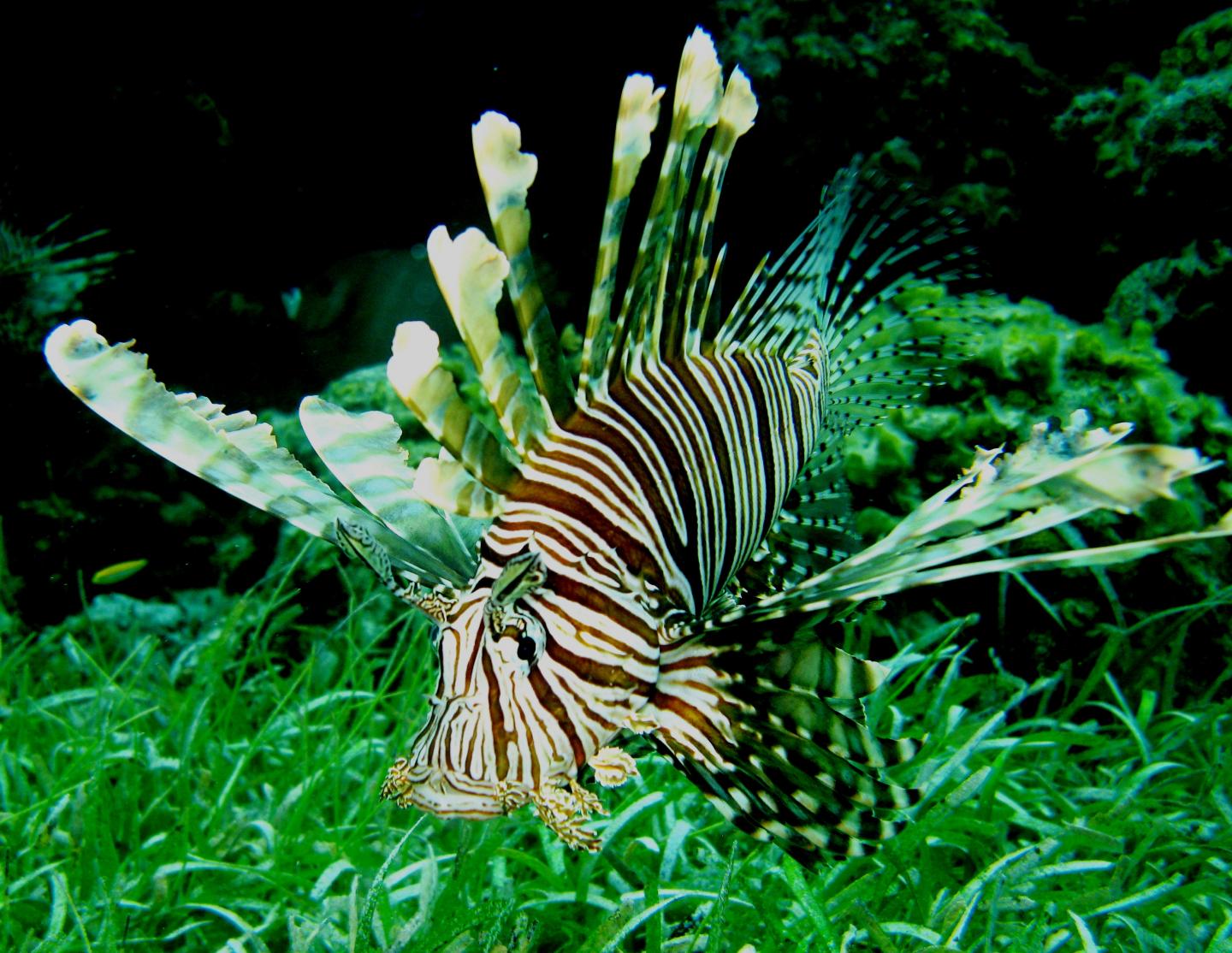 Lionfish at Dusk