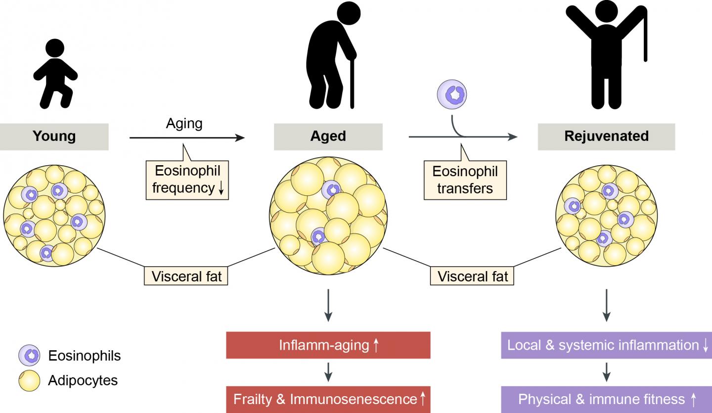 Rejuvenation Process