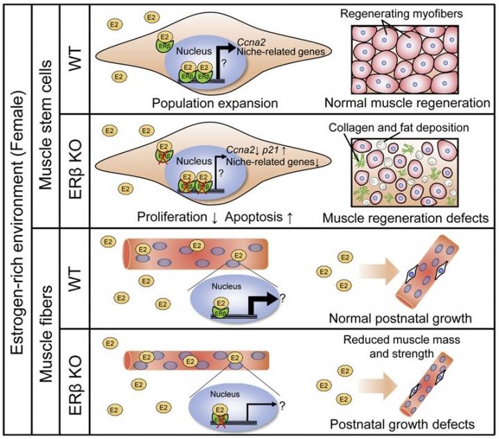 ER&#946; controls muscle growth and regeneration in young female mice