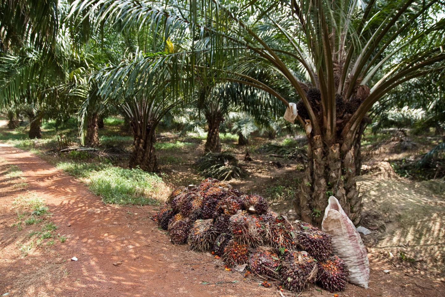 Oil Palm Harvest at Pasoh, Malaysia