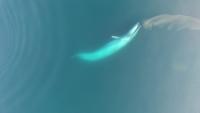 Blue Whale Eating Krill