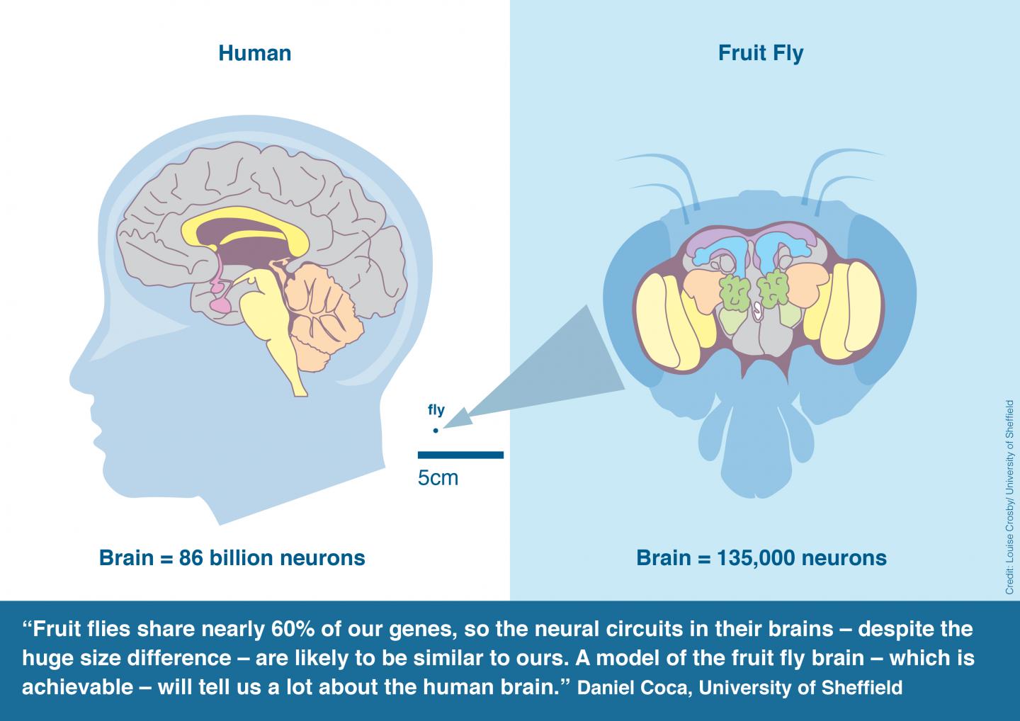 Human and Fruit Fly Brain Comparison
