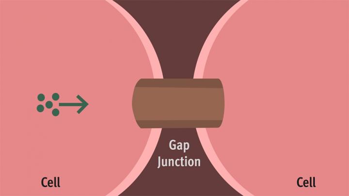 Gap Junctions Synchronize Neuronal Activity, Contributing to Epilepsy