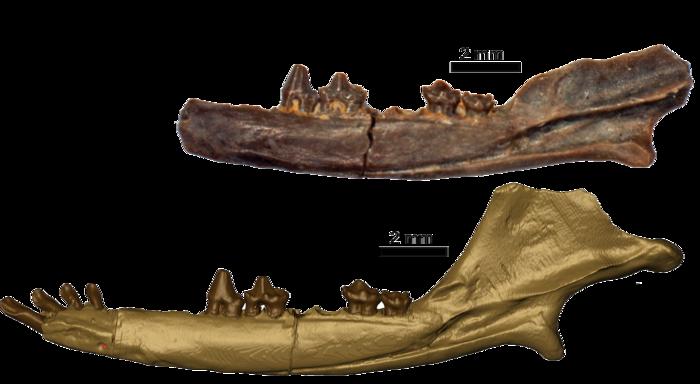 Una carrera para encontrar los fósiles de mamíferos más antiguos del mundo
