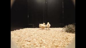 Chicks playing