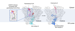 New cryo-EM images taken at UTSW shed light on Wnt signaling