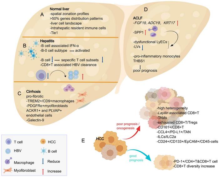 Insights provided by single-cell approaches into the normal liver and the process of chronic liver disease.