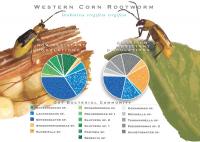 Rootworm Gut Microbes