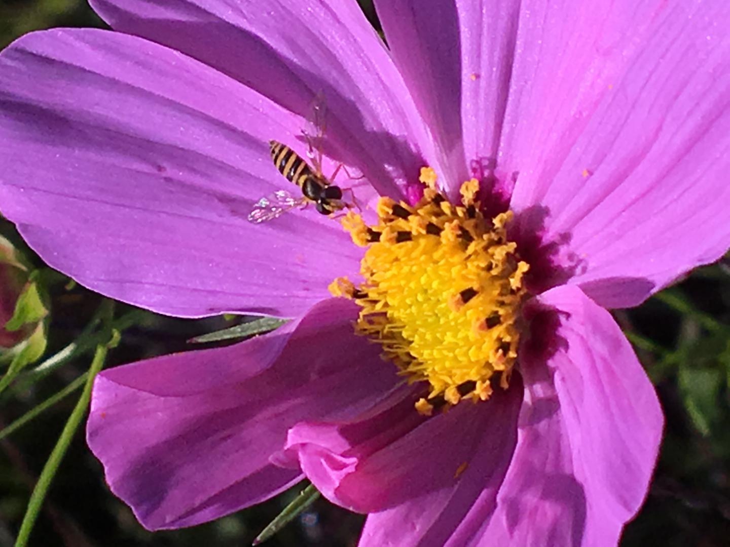 Syrphid Fly on a Flower