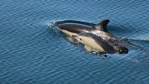 Reducir las capturas incidentales de megafauna marina