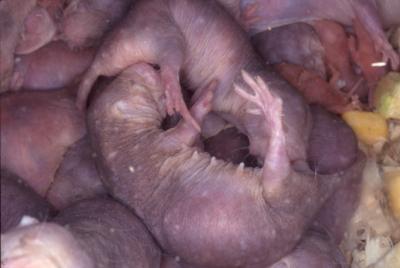 Naked Mole Rats (<I>Heterocephalus glaber</I>)