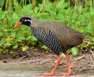 The Okinawa Rail, endemic to Okinawa Island