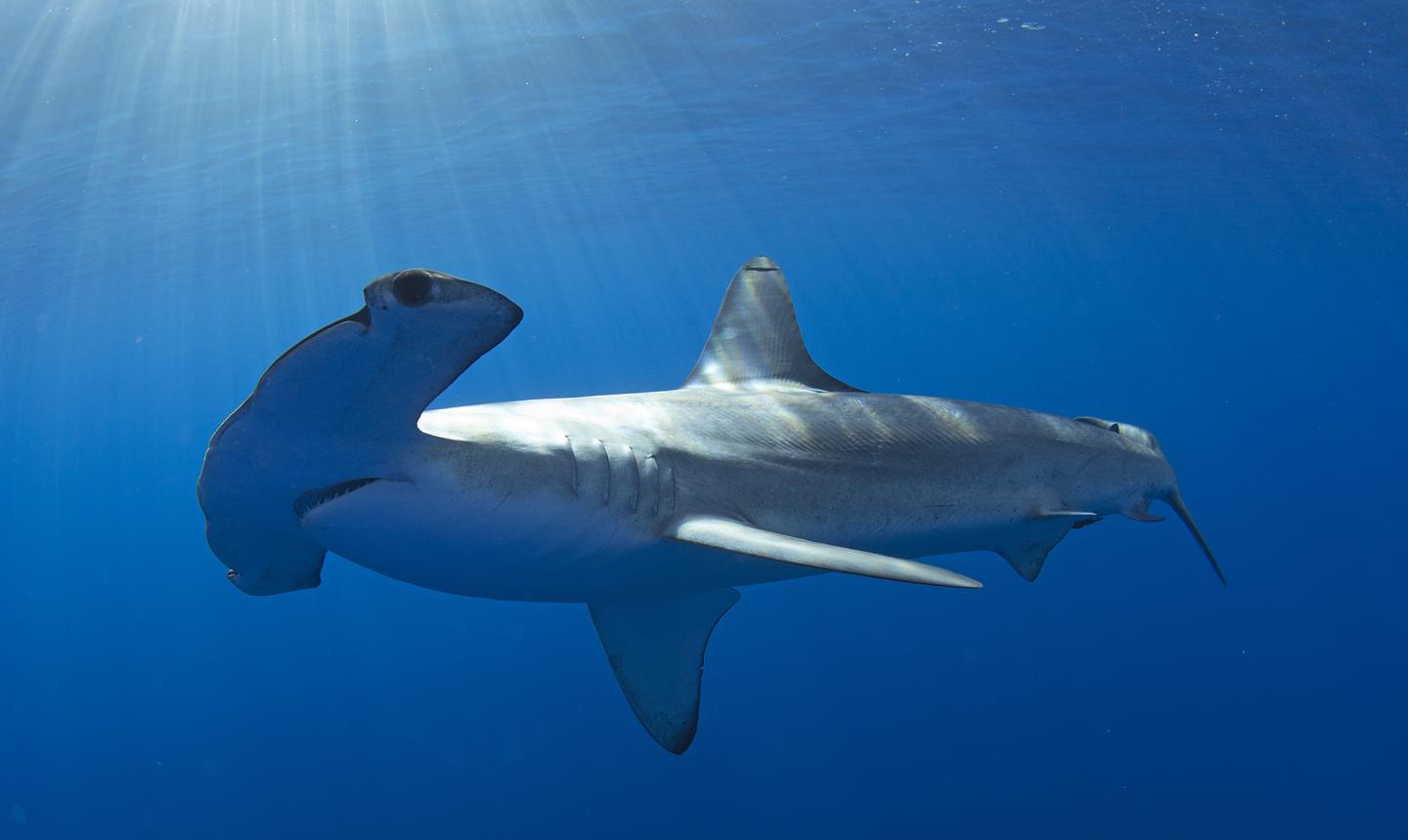 Smooth Hammerhead Shark