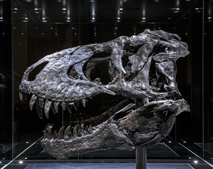 CT scan uncovers bone disease in Tyrannosaurus Rex's jaw