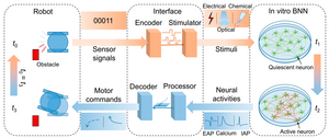 The schematic architecture of the BNN-based neurorobotic systems