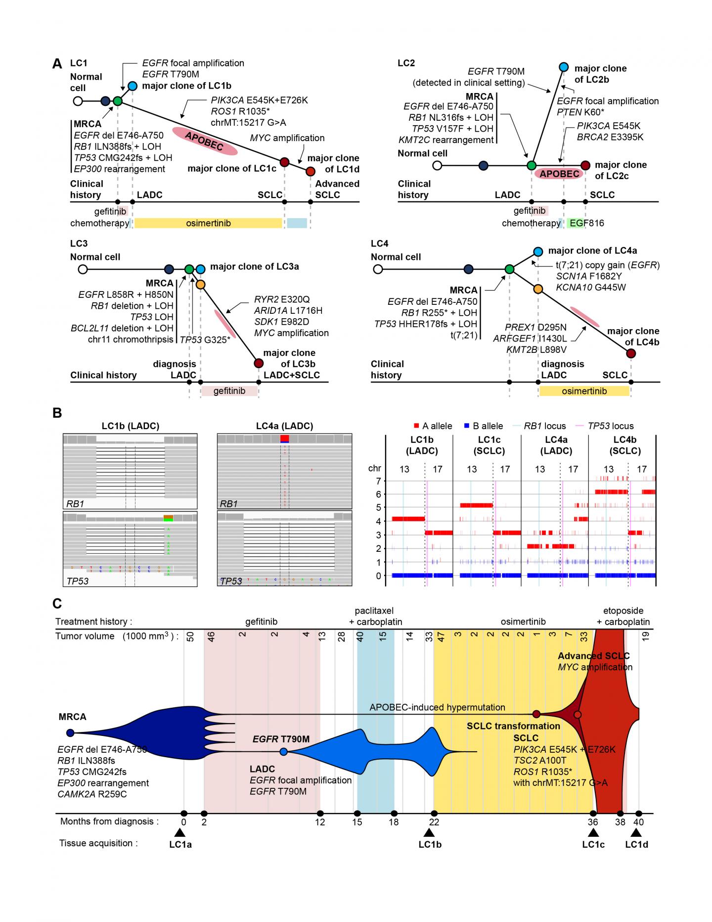 Figure: Phylogeny Analysis of Serially-Acquired Tumors