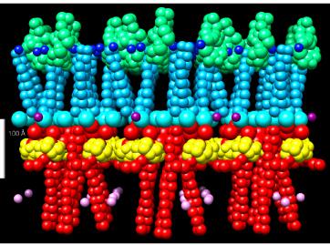 Integrative Structure Model of the Yeast Spindle Pole Body Core