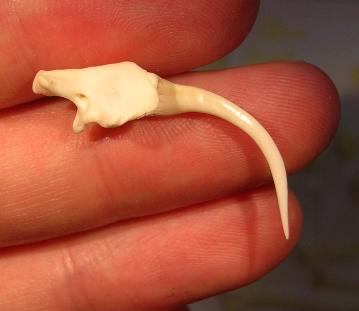 The fang of a Gaboon viper