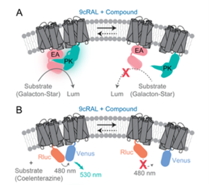 Two high-throughput screening (HTS) assays