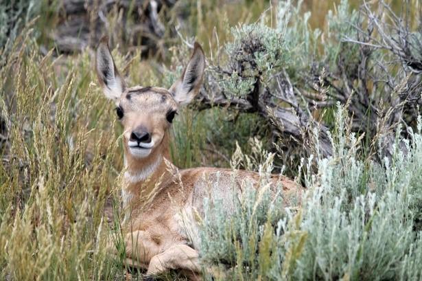 Pronghorn Fawn