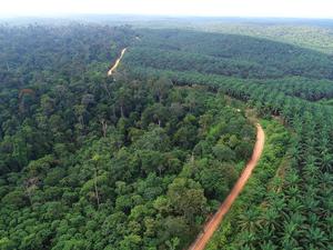 Rainforest (left) and oil palm plantation (right)