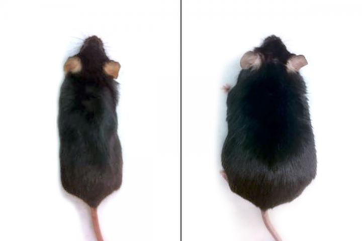 Skinny Mouse on High-Fat Diet