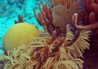 Healthy Coral Reef, Chinchorro Reef