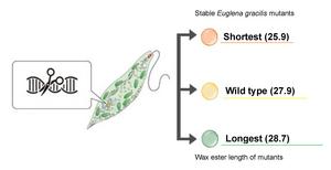 Modifying euglena for biofuel-ready wax esters