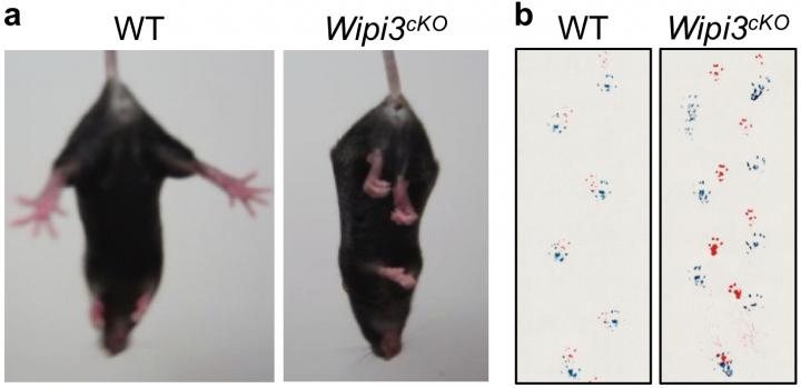 Neurological defects in neuron-specific Wipi3cKO mice