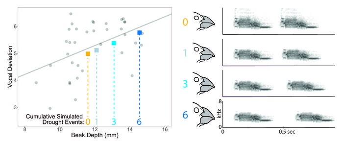 How drought drives speciation