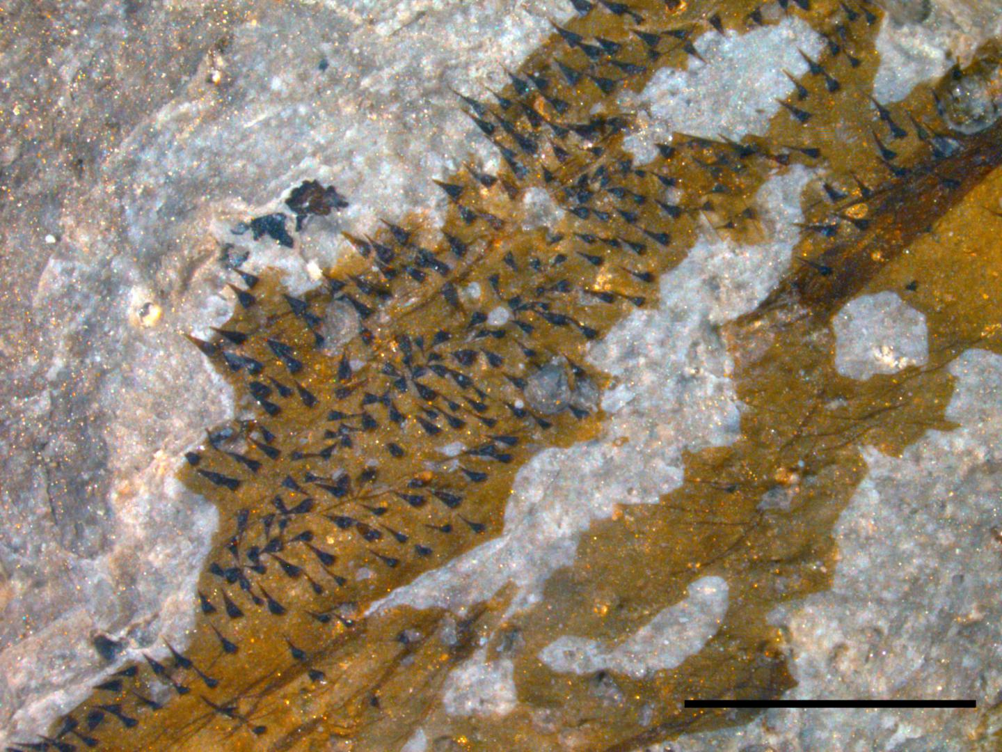 <I>Pentecopterus</I> Hairs