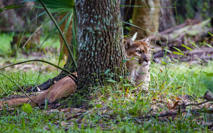 Endangered Florida Panther