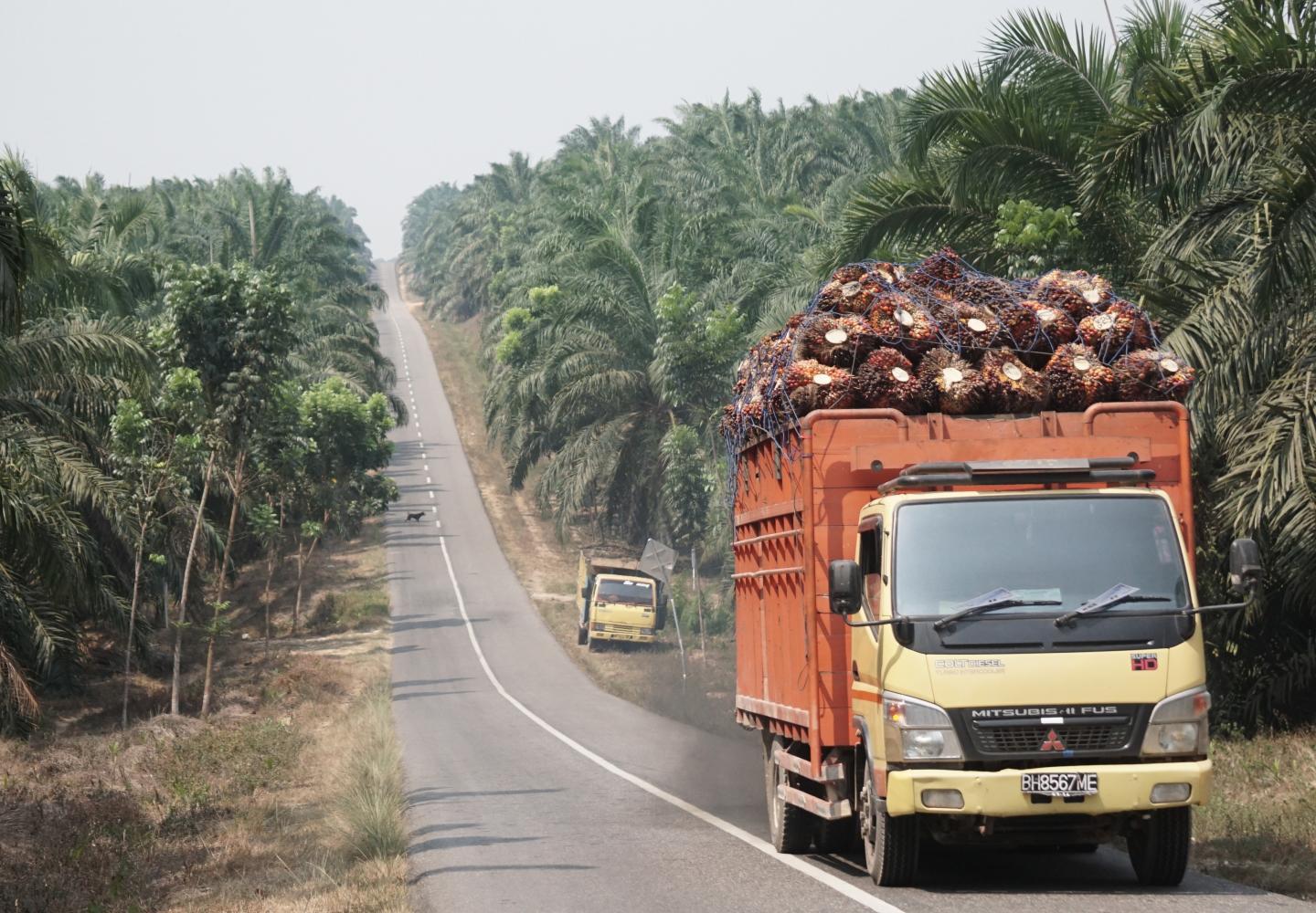 Truck Loaded with Harvest with Background of Road and Plantation