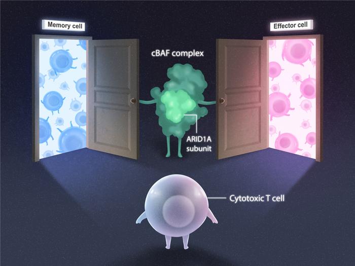 T cell differentiation illustration