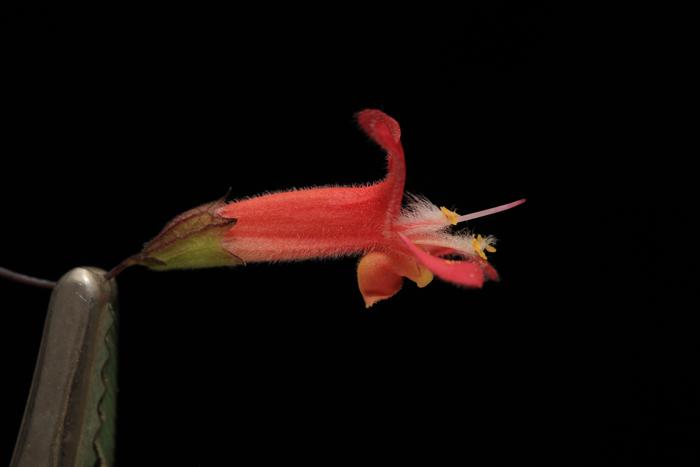 Transition from male to female phase of the flower