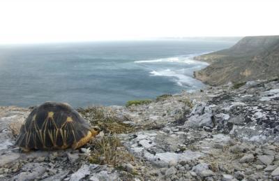 Radiated Tortoise in Madagascar