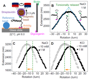 DNA deforms by environmental stimuli