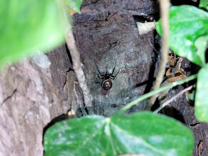 In situ Female Steatoda nobilis